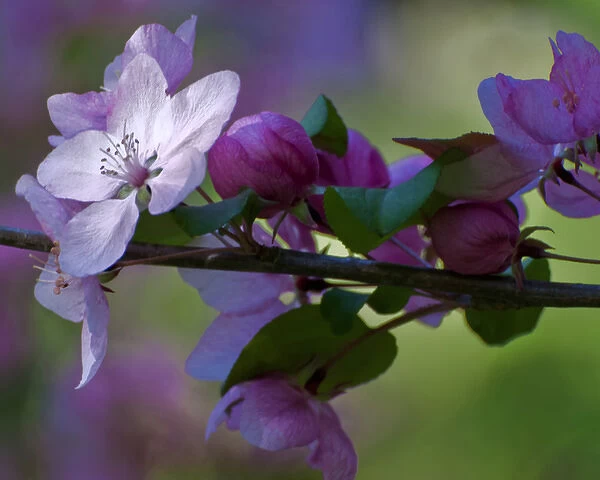 USA, Delaware, Winterthur Gardens. Close-up of azalea flowers and buds on limb. Credit as