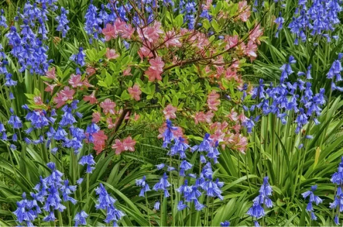 Framed Print : USA, Delaware, Winterthur Gardens. Blooming azaleas and bluebells
