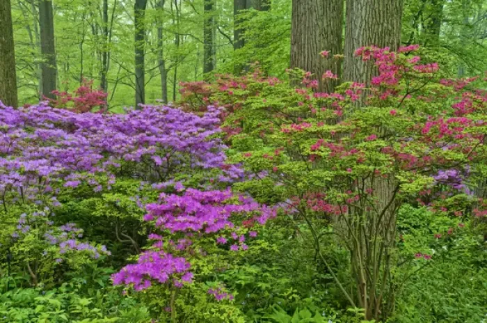 Framed Print : USA, Delaware, Winterthur Gardens. Blooming azaleas in forest