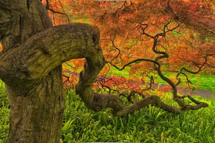 Framed Print : USA, Delaware, Winterthur Gardens. Close-up Japanese maple tree Framed Print : USA, Delaware, Winterthur Gardens. Close-up Japanese maple tree