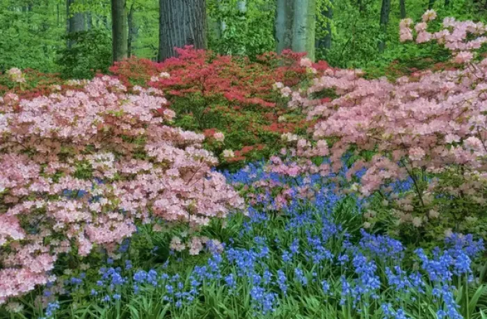Framed Print : USA, Delaware, Winterthur Gardens. Blooming azalea and bluebell flowers in forest