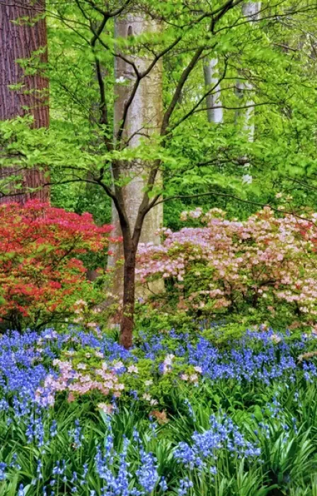 Framed Print : USA, Delaware, Winterthur Gardens. Blooming azalea and bluebell flowers in forest