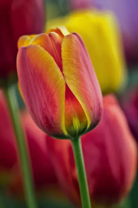 Framed Print : USA, Delaware, Winterthur Gardens. Close-up of tulips Framed Print : USA, Delaware, Winterthur Gardens. Close-up of tulips