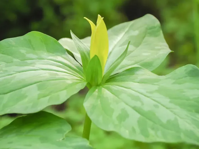 Framed Print : USA, Delaware. A Yellow trillium, Trillium erectum, T. luteum, growing in a wildflower garden Framed Print : USA, Delaware. A Yellow trillium, Trillium erectum, T. luteum, growing in a wildflower garden