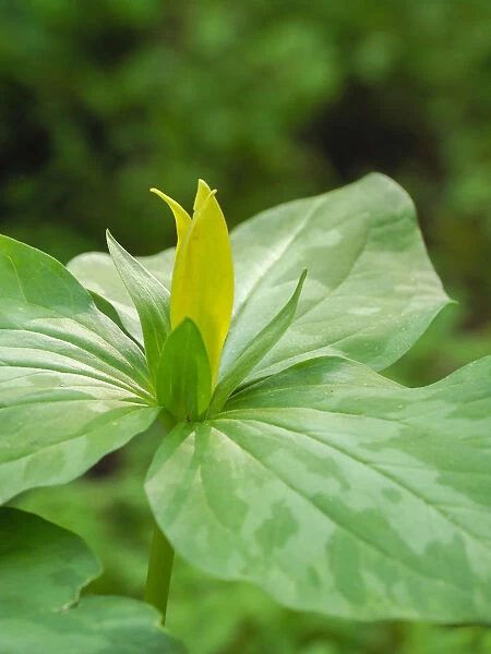 USA, Delaware. A Yellow trillium, Trillium erectum, T. luteum, growing in a wildflower garden