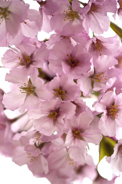 USA, District of Columbia, Washingon, Cherry Blossoms, Tidal Basin