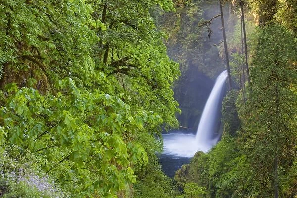 USA, Eagle Creek, Columbia Gorge, Oregon. Melako Falls and big-leaf maple on Eagle Creek
