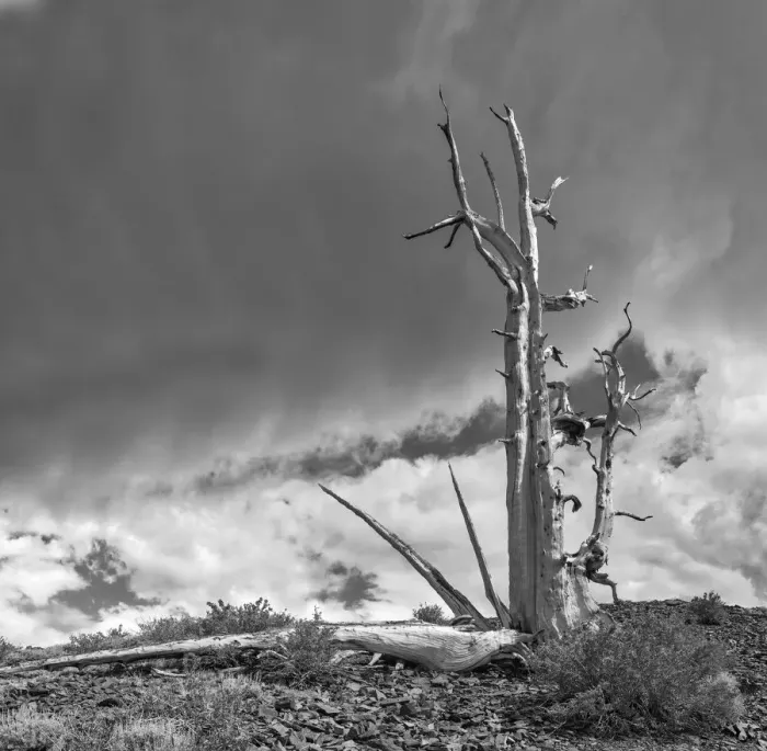 Framed Print : USA, Eastern Sierra, White Mountains, bristlecone pines Framed Print : USA, Eastern Sierra, White Mountains, bristlecone pines