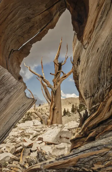 Framed Print : USA, Eastern Sierra, White Mountains, bristlecone pines Framed Print : USA, Eastern Sierra, White Mountains, bristlecone pines