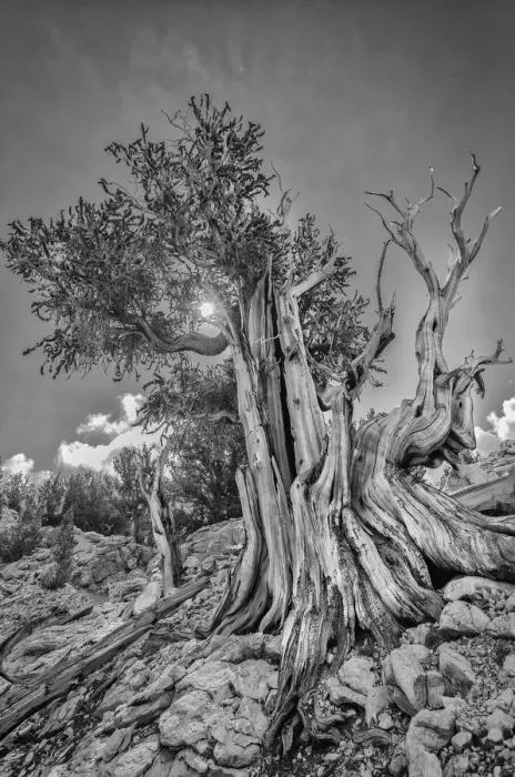 Framed Print : USA, Eastern Sierra, White Mountains, bristlecone pines Framed Print : USA, Eastern Sierra, White Mountains, bristlecone pines