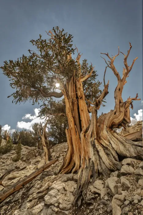 Framed Print : USA, Eastern Sierra, White Mountains, bristlecone pines Framed Print : USA, Eastern Sierra, White Mountains, bristlecone pines
