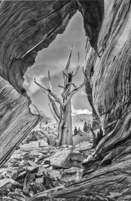 Framed Print : USA, Eastern Sierra, White Mountains, bristlecone pines