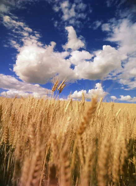 USA, Eastern Washington, Palouse Area, View of wheat field