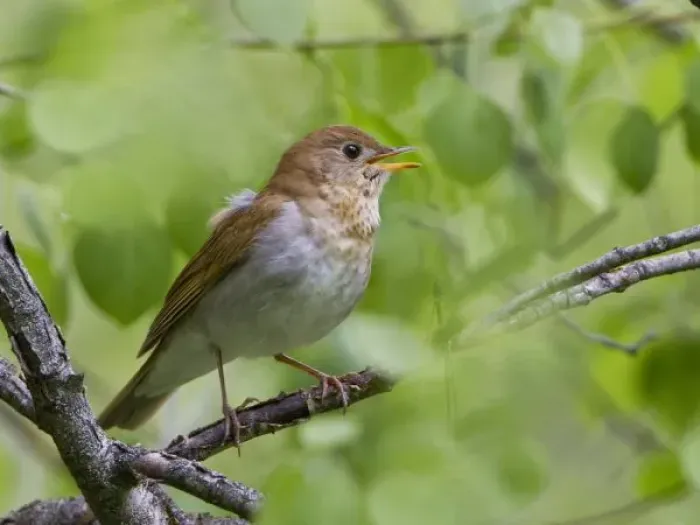 Framed Print : USA, Ellensburg, Washington. Male Veery singing in forest, in Wenas WIldlife Area