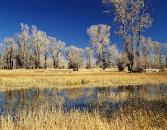 Framed Print : USA, Evanston, Wyoming, View of cottonwood tree in autumn