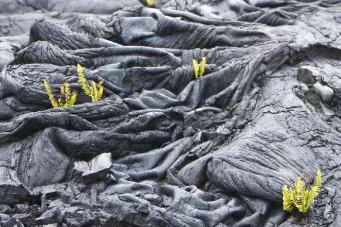 Framed Print : USA. Ferns are often the first plant to colonize new lava fields. This scene is located Framed Print : USA. Ferns are often the first plant to colonize new lava fields. This scene is located