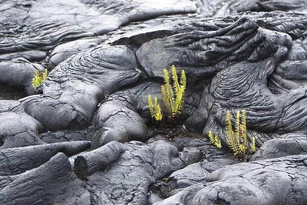 USA. Ferns are often the first plant to colonize new lava fields. This scene is located