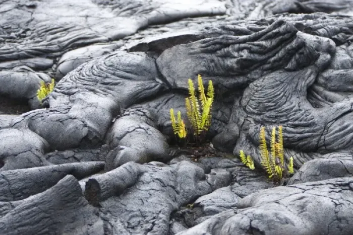 Framed Print : USA. Ferns are often the first plant to colonize new lava fields. This scene is located Framed Print : USA. Ferns are often the first plant to colonize new lava fields. This scene is located