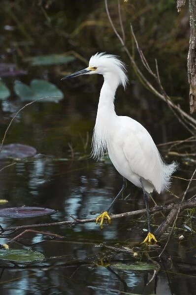 USA, FL, Everglades NP, Snowy Egret (Egretta thula)