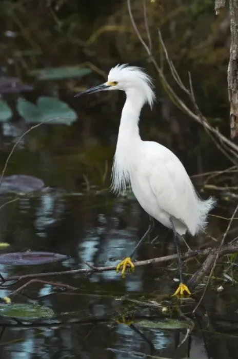 Framed Print : USA, FL, Everglades NP, Snowy Egret (Egretta thula)