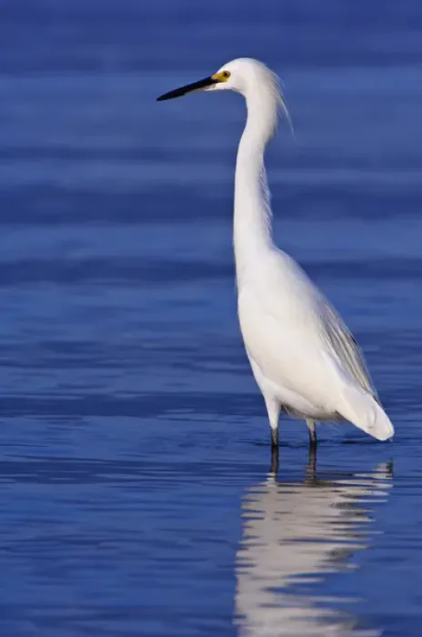 Framed Print : USA, FL, Ft. Myers Beach, Snowy Egret (Egretta thula) Framed Print : USA, FL, Ft. Myers Beach, Snowy Egret (Egretta thula)