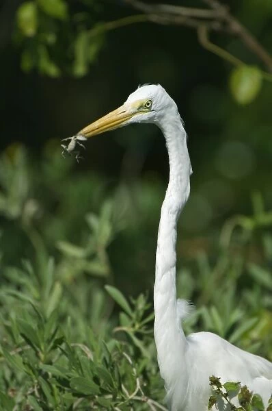 USA, FL, Sanibel, Ding Darling NWR, Great White Egret (Egretta alba) Eating Lizard