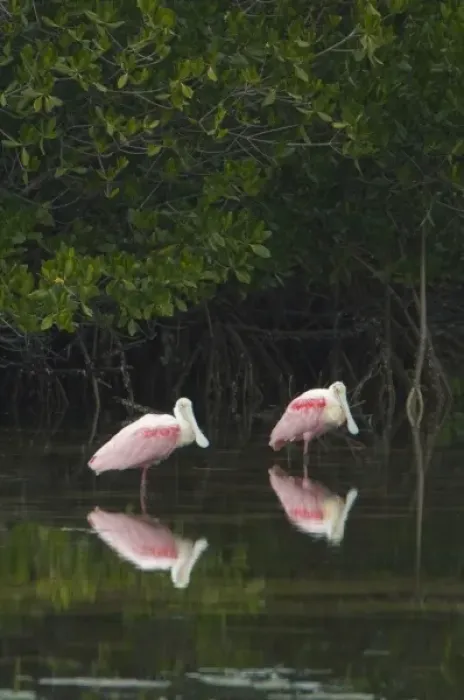 Framed Print : USA, FL, Sanibel, Roseate Spoonbills (Platalea ajaja) Framed Print : USA, FL, Sanibel, Roseate Spoonbills (Platalea ajaja)