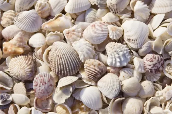 Framed Print : USA, FL, Sanibel, Seashells Washed up on Beach Framed Print : USA, FL, Sanibel, Seashells Washed up on Beach
