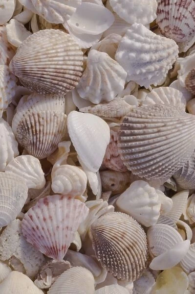 USA, FL, Sanibel, Seashells Washed up on Beach