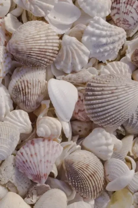 Framed Print : USA, FL, Sanibel, Seashells Washed up on Beach Framed Print : USA, FL, Sanibel, Seashells Washed up on Beach