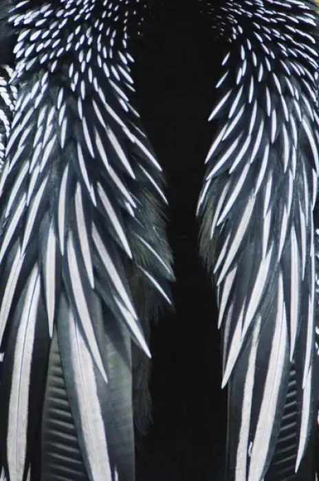Framed Print : USA, Floirda, Everglades NP, Anhinga Feather Detail (Anhinga anhinga)