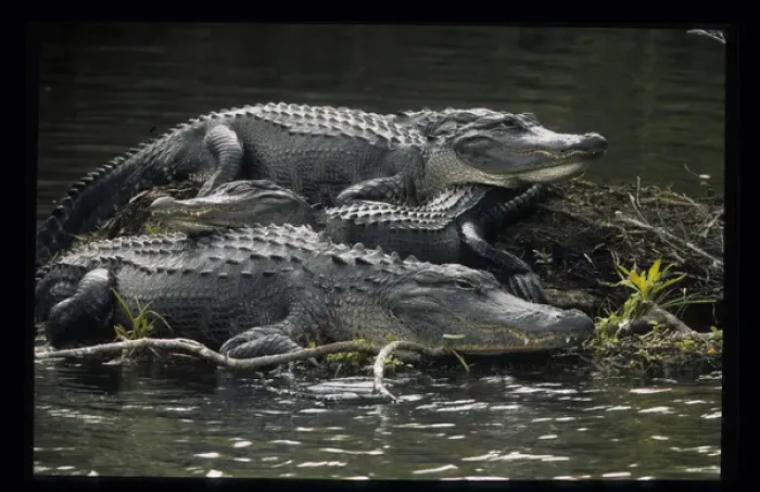 Framed Print : USA, Florida. Three alligators rest on island in wetlands