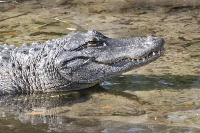 Framed Print : USA - Florida - American Alligator Framed Print : USA - Florida - American Alligator