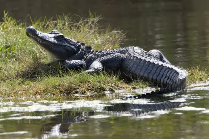 Framed Print : USA - Florida - American Alligator Framed Print : USA - Florida - American Alligator