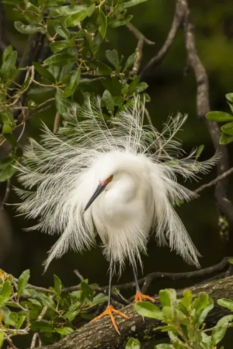 Framed Print : USA, Florida, Anastasia Island, Alligator Farm. Snowy egret in breeding plumage. Credit as Framed Print : USA, Florida, Anastasia Island, Alligator Farm. Snowy egret in breeding plumage. Credit as