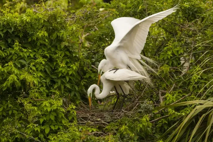 Framed Print : USA, Florida, Anastasia Island, Alligator Farm. Great egret pair mating at nest. Credit as