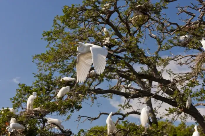 Framed Print : USA, Florida, Anastasia Island. Great egret flying past egret tree rookery. Credit as Framed Print : USA, Florida, Anastasia Island. Great egret flying past egret tree rookery. Credit as