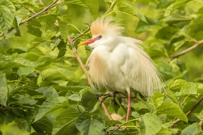 Framed Print : USA, Florida, Anastasia Island, Alligator Farm. Cattle egret in breeding plumage Framed Print : USA, Florida, Anastasia Island, Alligator Farm. Cattle egret in breeding plumage