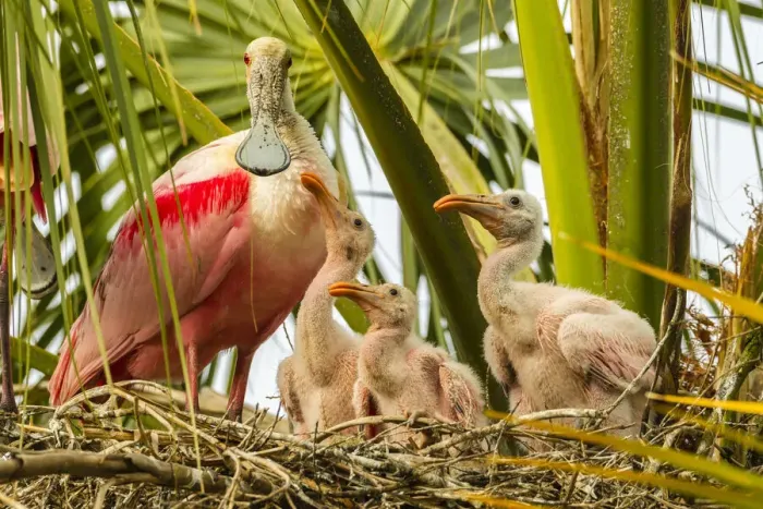 Framed Print : USA, Florida, Anastasia Island, Alligator Farm. Roseate spoonbill adult on nest with