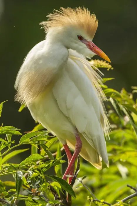 Framed Print : USA, Florida, Anastasia Island. Cattle egret in breeding plumage Framed Print : USA, Florida, Anastasia Island. Cattle egret in breeding plumage