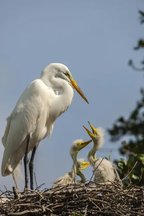 Framed Print : USA, Florida, Anastasia Island. Great egret parent feeding chicks on nest Framed Print : USA, Florida, Anastasia Island. Great egret parent feeding chicks on nest