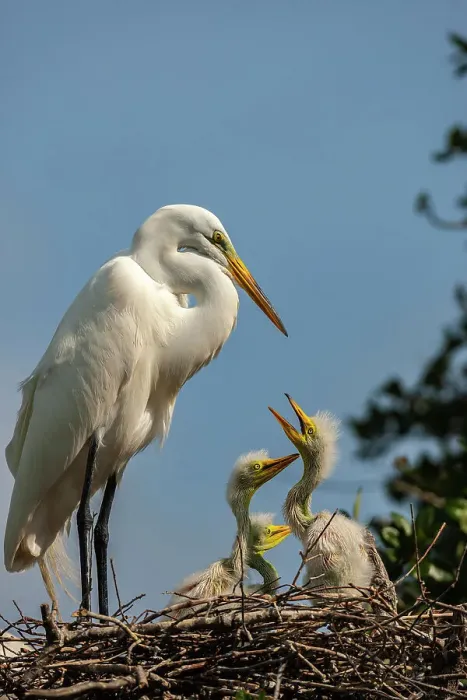 Framed Print : USA, Florida, Anastasia Island. Great egret and chicks on nest Framed Print : USA, Florida, Anastasia Island. Great egret and chicks on nest