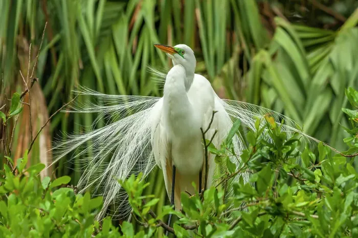 Framed Print : USA, Florida, Anastasia Island. Snowy egret in breeding plumage displaying Framed Print : USA, Florida, Anastasia Island. Snowy egret in breeding plumage displaying