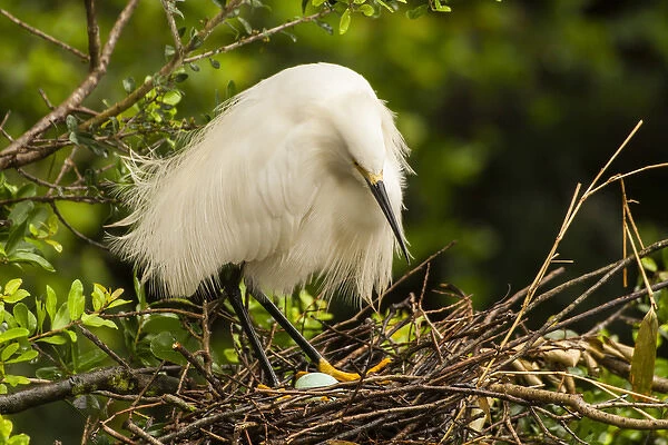USA, Florida, Anastasia Island, Alligator Farm. Snowy egret parent eyes egg in nest