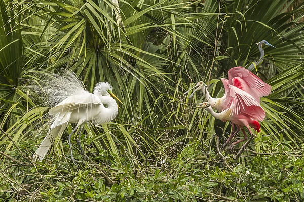 USA, Florida, Anastasia Island, Alligator Farm. Great egret