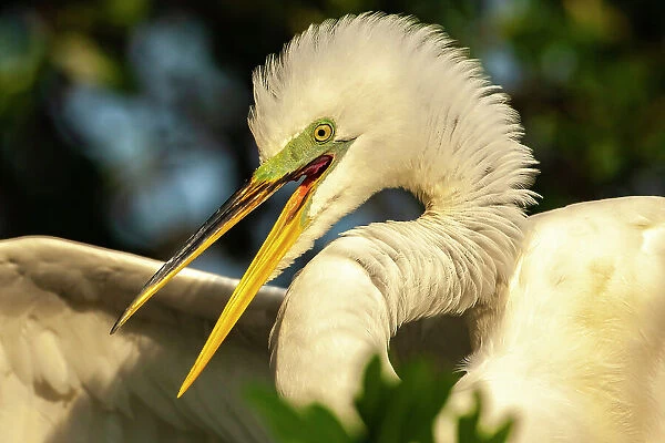 USA, Florida, Anastasia Island. Close-up of great egret in breeding plumage