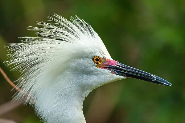 USA, Florida, Anastasia Island. Close-up of snowy egret head in breeding plumage
