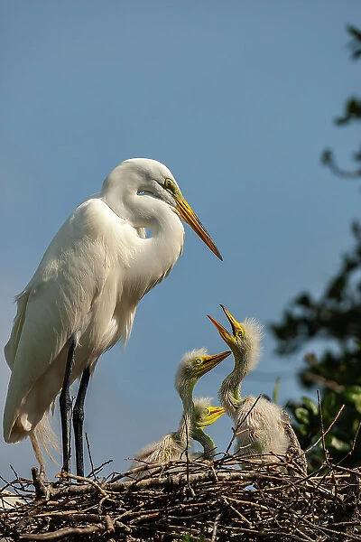 USA, Florida, Anastasia Island. Great egret and chicks on nest