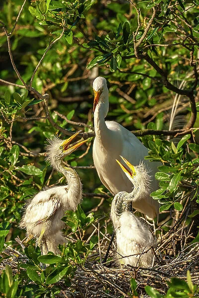 USA, Florida, Anastasia Island. Great egret feeding chicks on nest