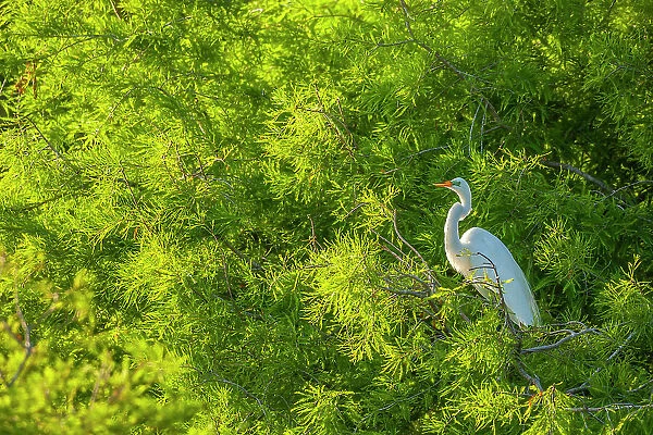 USA, Florida, Anastasia Island. Great egret in tree